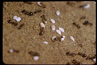 Capenter Ant