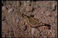 Regal Grasshopper