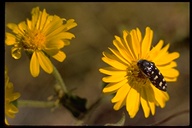 Metallic Woodboring Beetle