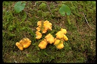 Cantharellus sp.