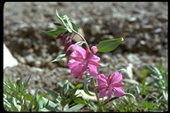Epilobium latifolium