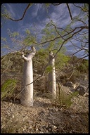 Moringa Bottle Tree