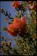 Melaleuca steedmanii