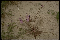Gilia tenuiflora ssp. arenaria