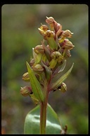Long-bract Frog Orchid