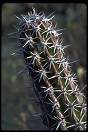 Dagger cactus