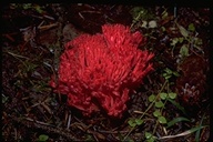 Red Coral Mushroom