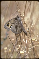 Ox-eyed Satyr Butterfly