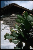 Opuntia phaeacantha var. laevis