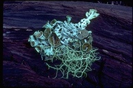 Hypogymnia enteromorpha