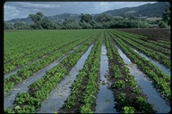 green and red leaf lettuce in irrigated field