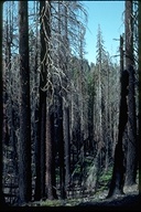 dead trees burned in August 1990 fire