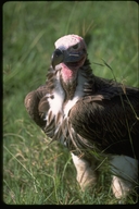 Lappet Face Vulture (nubian)