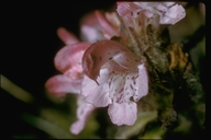 Pedicularis sp.
