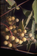 Smooth Dogwood (berries)