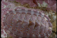 Lined Chiton