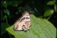 Brush-footed Butterfly