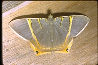 Silvery Phrygionis Moth
