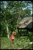 Yaqui Indian knocking breadfruit from a tree, Amazon River, Peru