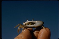Mexican Fiddler Crab