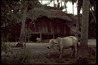 Malaysian village on Pinang Island Malaysia, 1976