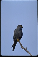 Falco ardosiacus