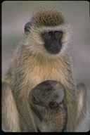 velvet monkey