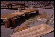 Harvested dates drying on the Mission grounds in Mulege, Baja California, Mexico, 1965