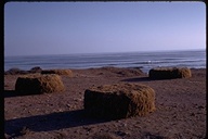 Harvested piles of seaweed and sagassum drying on the beach in Punta Baja, Baja California, Mexico, 1970