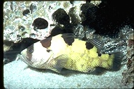 Bearded Soapfish