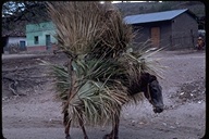Donkey carrying palm fronds, Guatemala, 1979