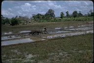 Water buffalo plowing before planting, Sri Lanka