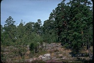 Pinus sylvestris var. sylvestris