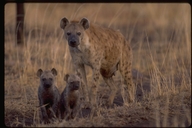Spotted Hyena & Young