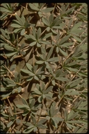 Didierea madagascariensis