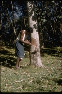 Rubber tree tapper, Ceylon (Sri Lanka)