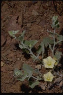 Calystegia malacophylla