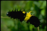 Ornithoptera goliath