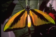 Ornithoptera sp.