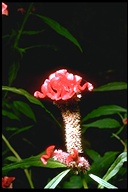 Celosia argentea var. cristata