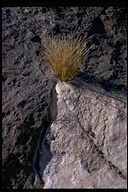 Plant growing in Indian mortar hole in Aquajito, Baja California, Mexico