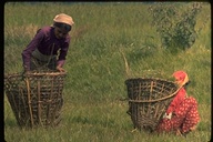 Nepalese girls reaping hay