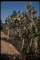 Silk Tassel Tree