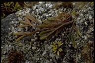 Pelvetiopsis limitata