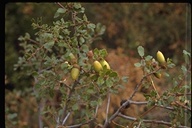 Quercus berberidifolia