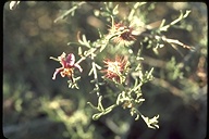 Krameria parvifolia