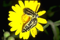 Acmaeodera sp.