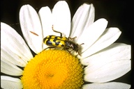 Ornate Checkered Beetle
