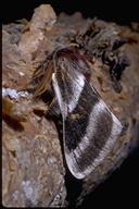 Tricolor Buck Moth