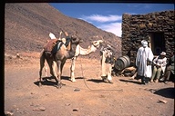 People attending resting pack-camels